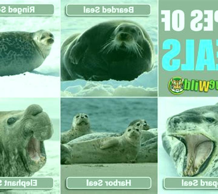 Wild Seal online slot