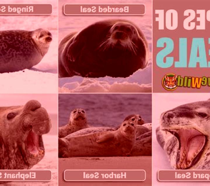 Wild Seal slot game