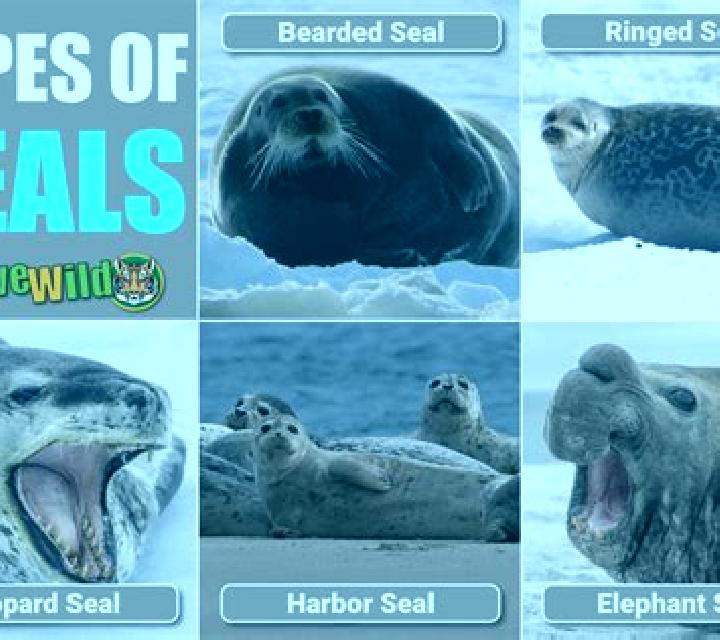 Wild Seal slot machine