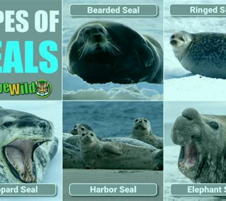 Wild Seal slot