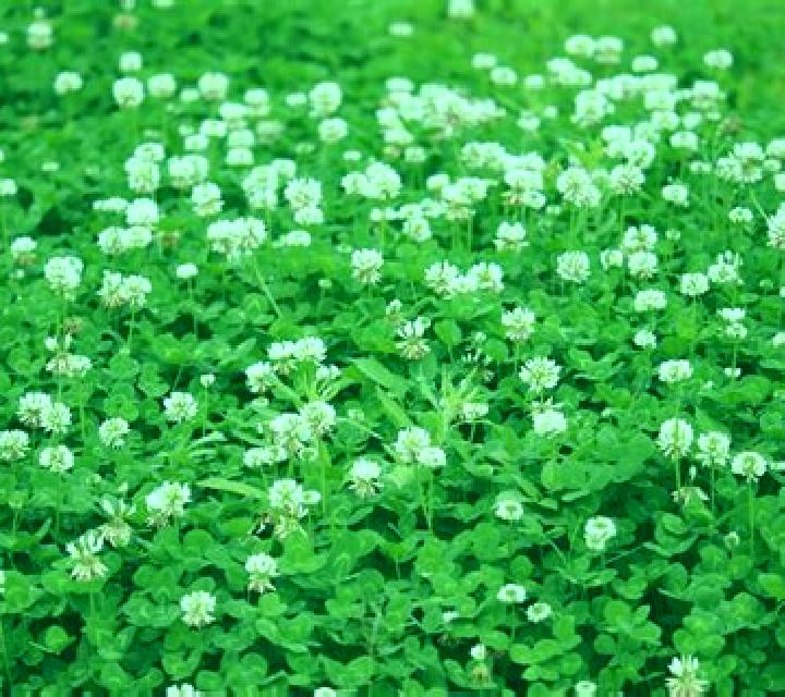 Wild Sticky Clover slot game